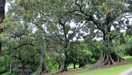Brisbane-Botanical-Gardens-1