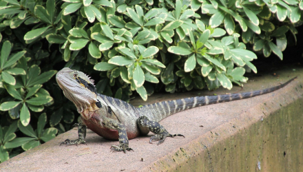 Brisbane-Botanical-Gardens-5