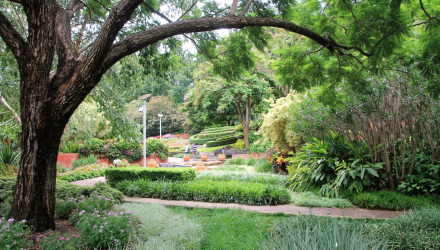 Brisbane-Botanical-Gardens-6