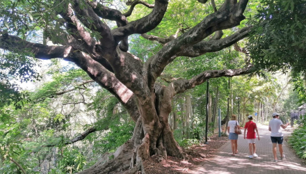 Brisbane-Botanical-Gardens-7