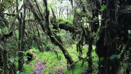 Doi-Inthanon-15