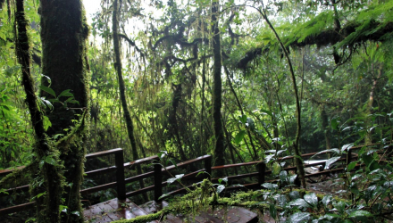 Doi-Inthanon-17