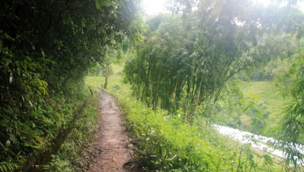 Doi-Inthanon-5
