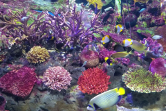 SeaLife-Bangkok