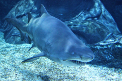 SeaLife-Bangkok
