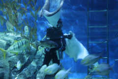 SeaLife-Bangkok