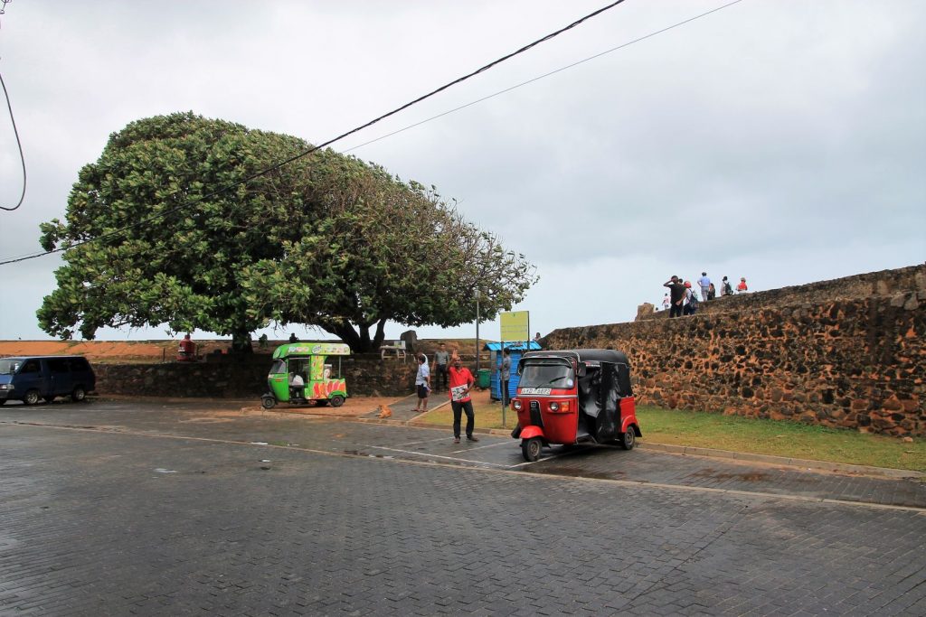 The wind has shaped the tree at the forts seaside wall, Galle Fort