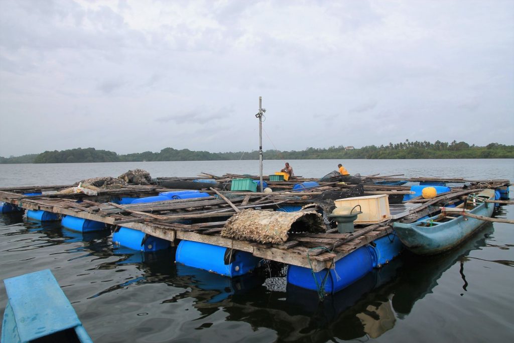 Fish farm at the lagoon