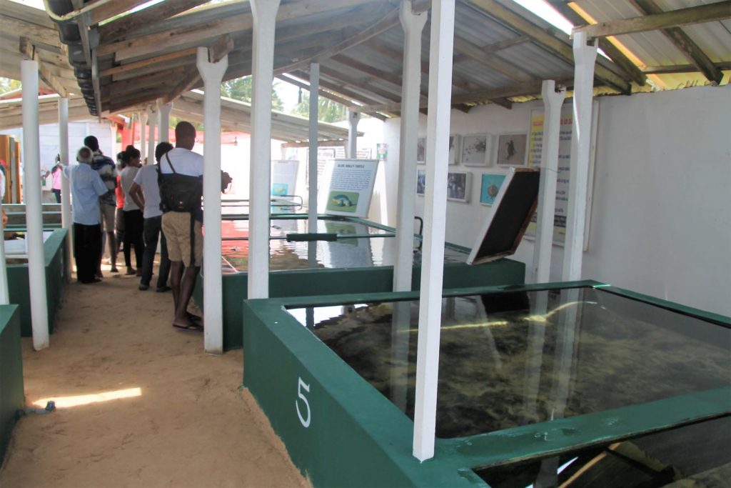 Turtle Hatchery