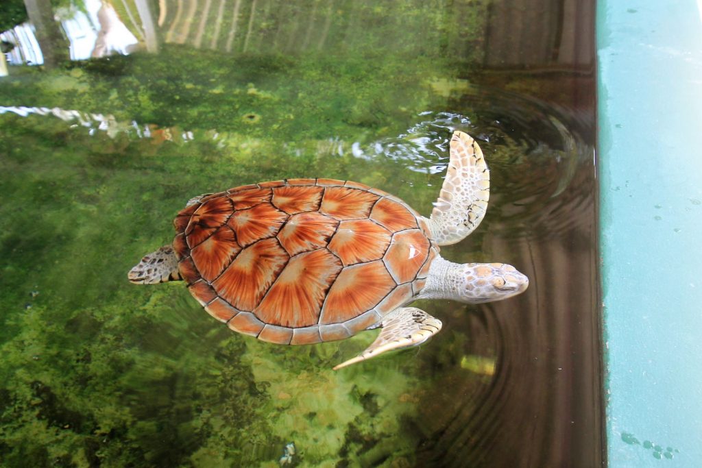 Turtle Hatchery