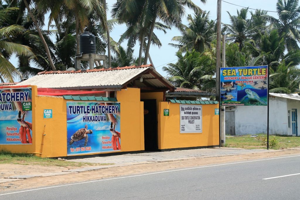 Turtle Hatchery