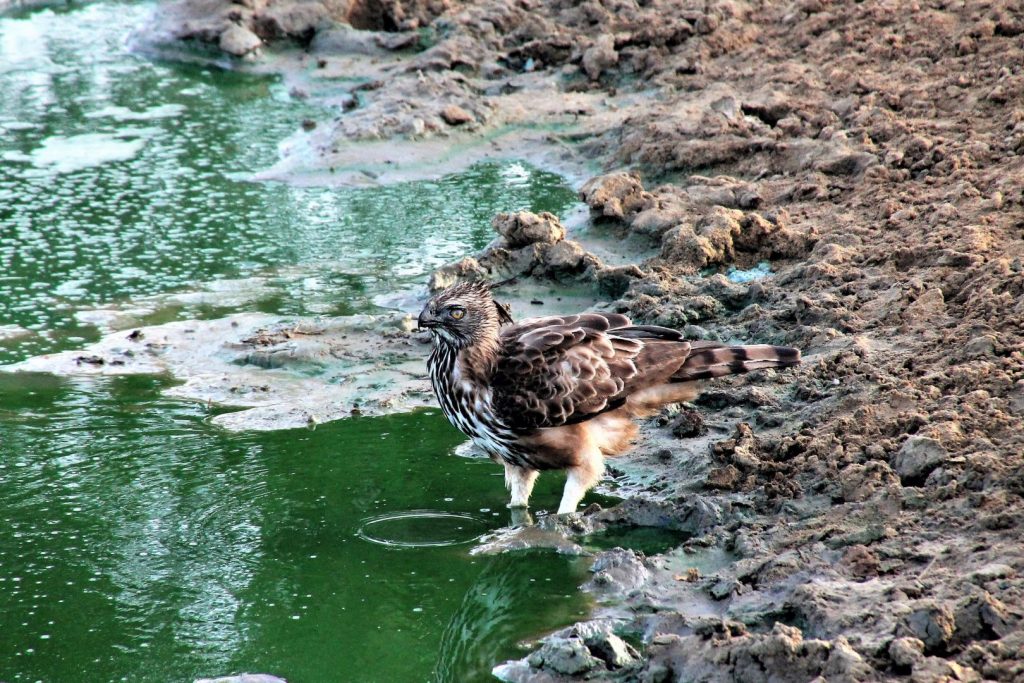 Yala National Park