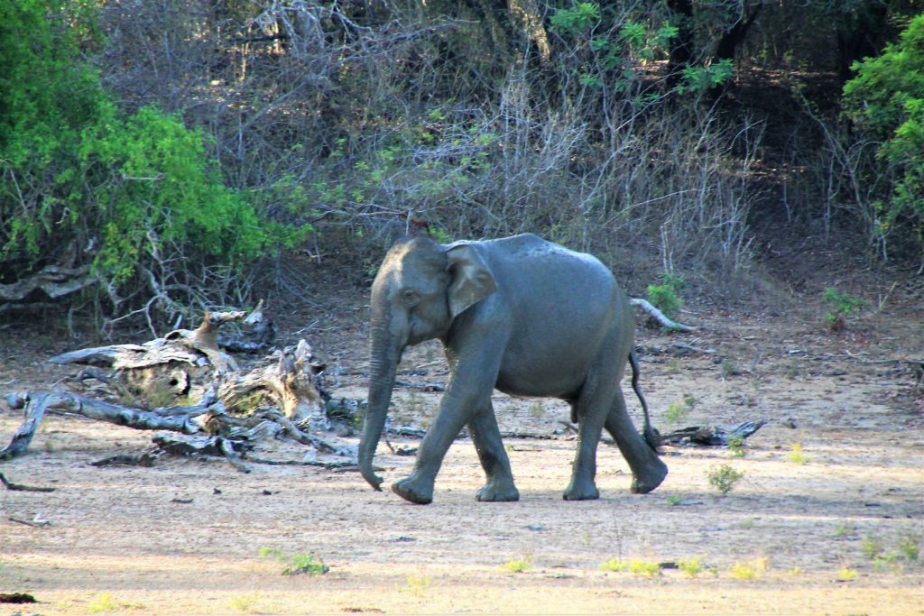 Yala National Park