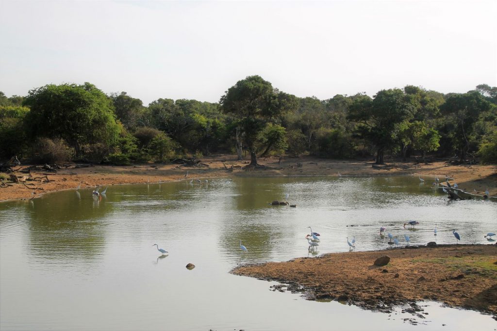 Yala National Park