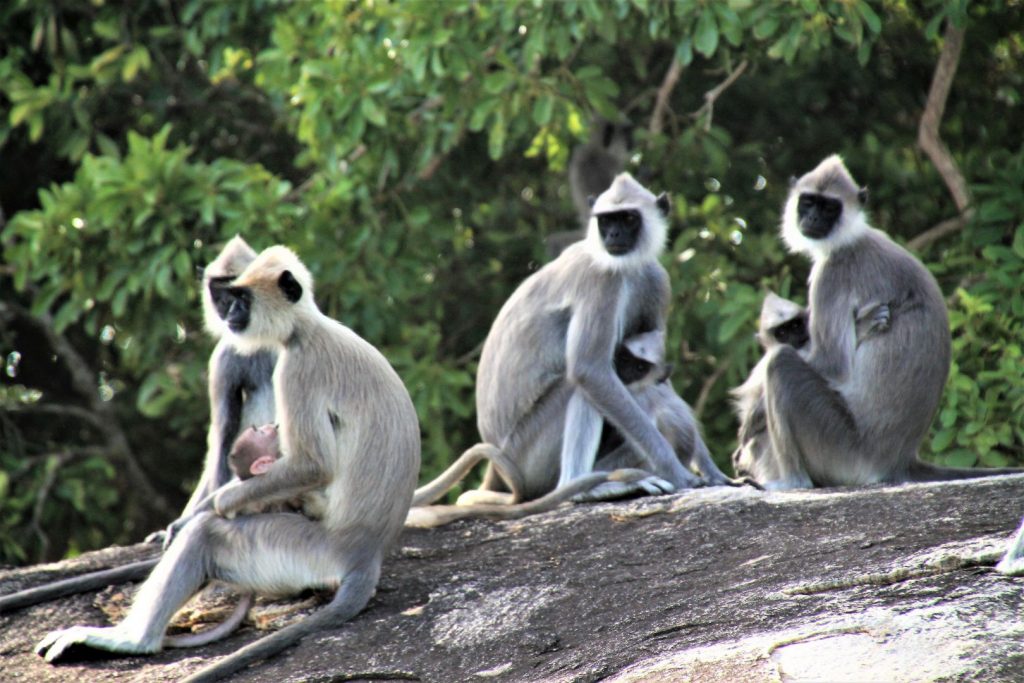 Yala National Park