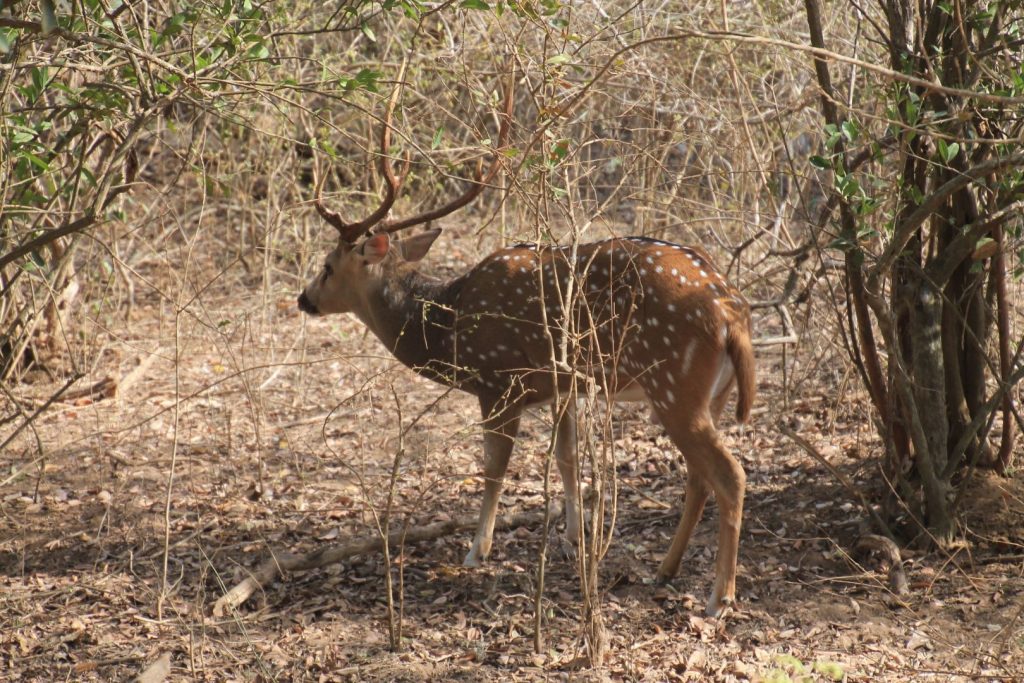 Yala National Park