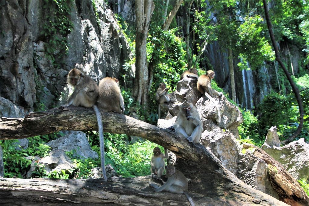 Monkey Cave at the Temple of Wat Suwan