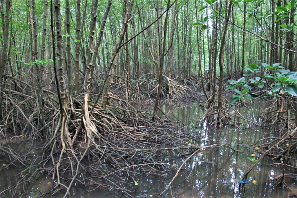 Kota Kinabalu Wetland Ramsar Site