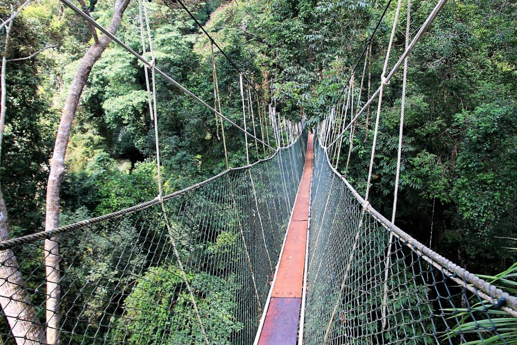 Taman Negara National Park