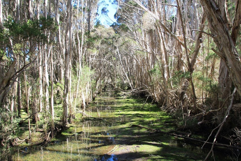 Wetlands